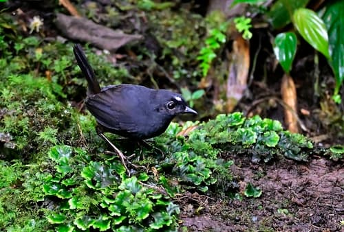 White-crowned Tapaculo