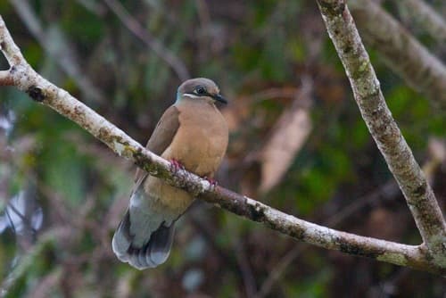 White-eared Brown-Dove