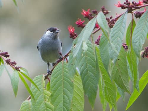 White-eared Conebill