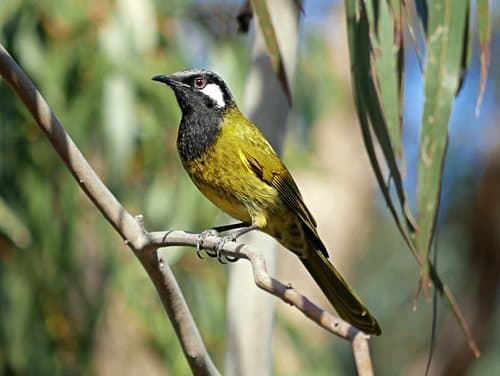 White-eared Honeyeater
