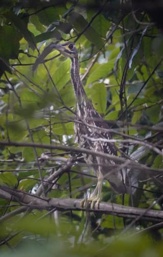 White-eared Night Heron