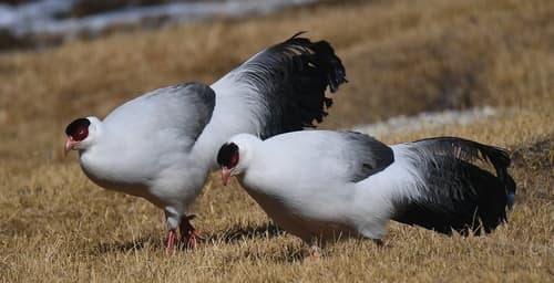 White Eared-Pheasant