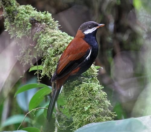 White-eared Solitaire