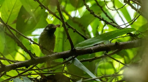 White-eared Tailorbird