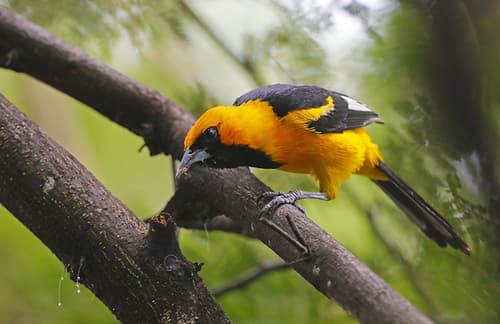 White-edged Oriole