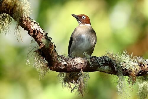 White-eyed Thrush