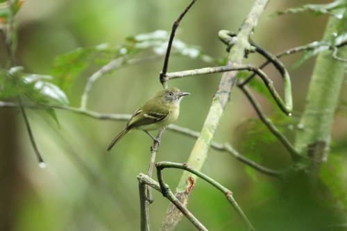 White-eyed Tody-Tyrant