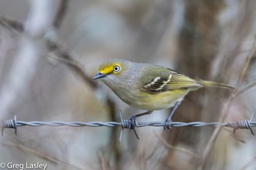White-eyed Vireo