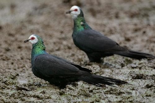 White-faced Cuckoo-Dove