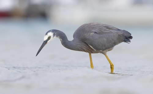 White-faced Heron