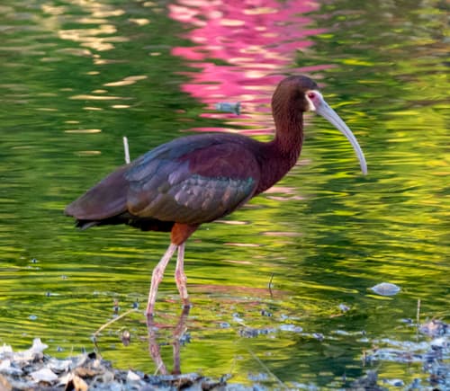 White-faced Ibis