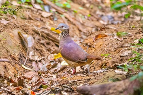 White-faced Quail-Dove