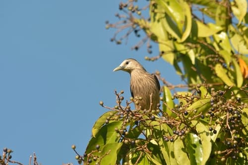White-faced Starling