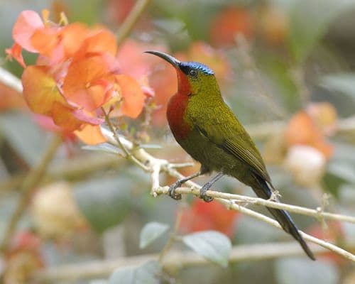 White-flanked Sunbird