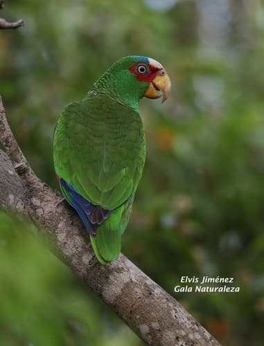 White-fronted Amazon