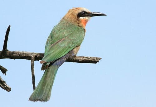 White-fronted Bee-eater