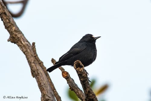 White-fronted Black-Chat