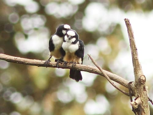 White-fronted Falconet