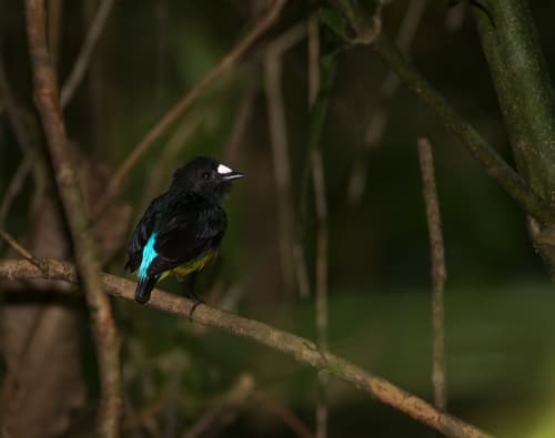 White-fronted Manakin
