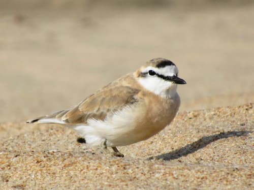 White-fronted Plover