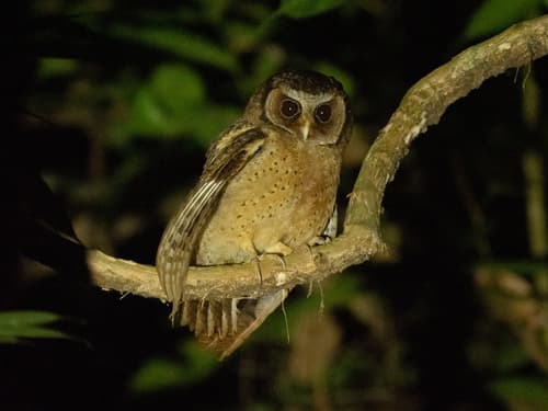 White-fronted Scops-Owl