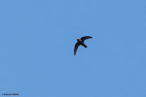 White-fronted Swift
