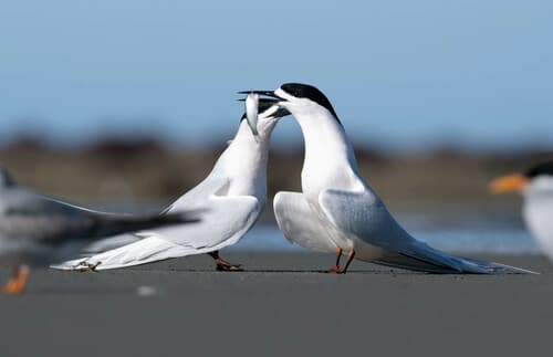 White-fronted Tern