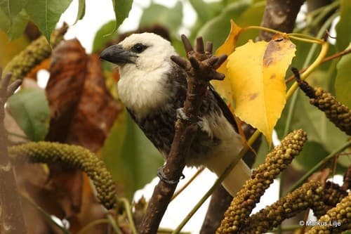 White-headed Barbet