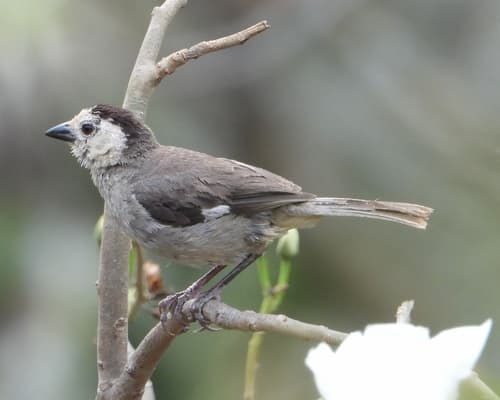 White-headed Brushfinch