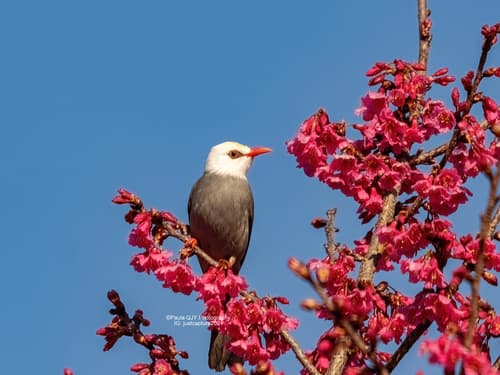 White-headed Bulbul