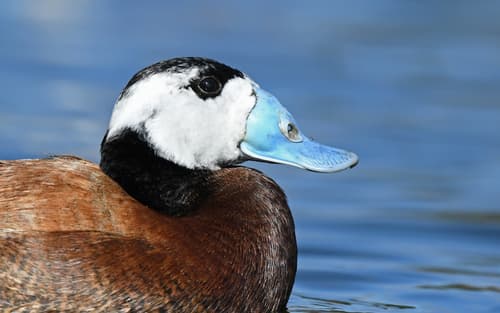 White-headed Duck