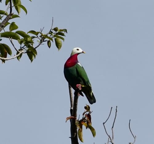 White-headed Fruit Dove
