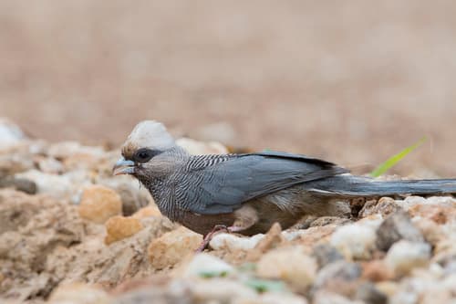 White-headed Mousebird