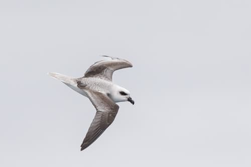 White-headed Petrel