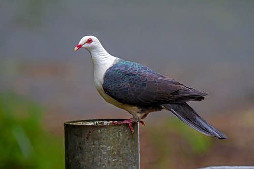 White-headed Pigeon