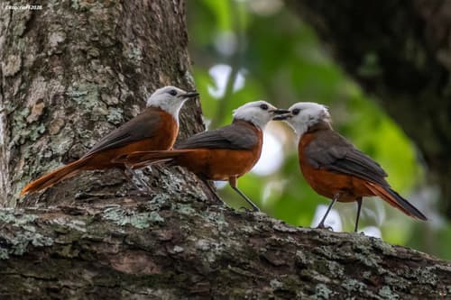 White-headed Robin-Chat