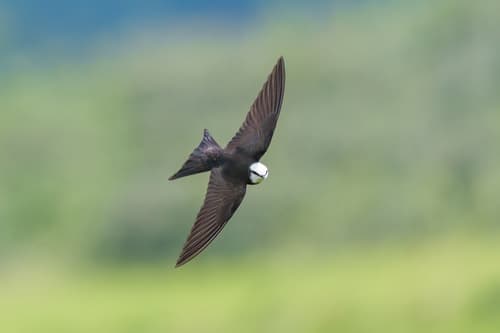 White-headed Sawwing