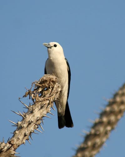 White-headed Vanga
