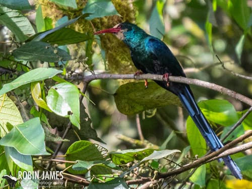 White-headed Woodhoopoe