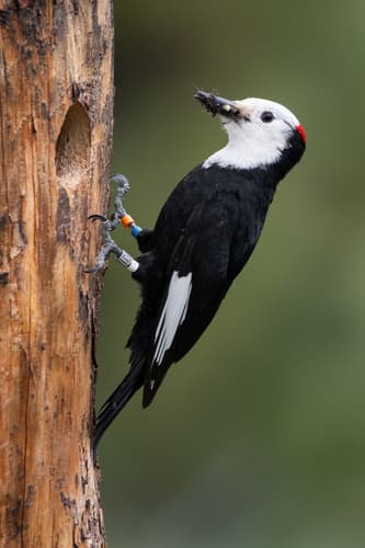 White-headed Woodpecker
