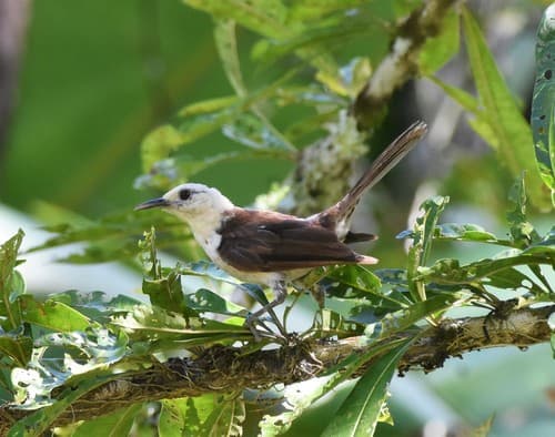 White-headed Wren
