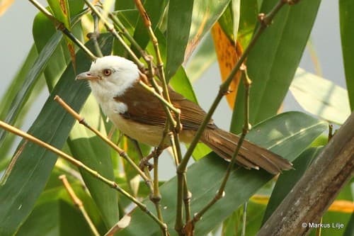 White-hooded Babbler