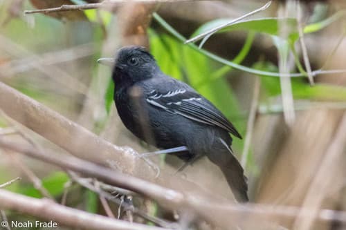 White-lined Antbird