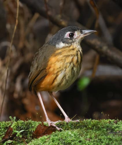 White-lored Antpitta