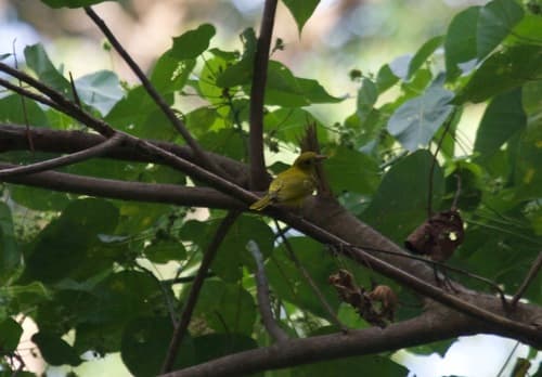 White-lored Oriole