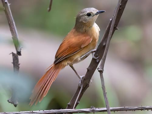 White-lored Spinetail