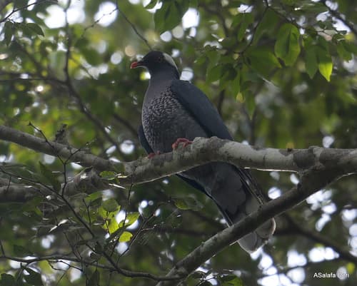 White-naped Pigeon
