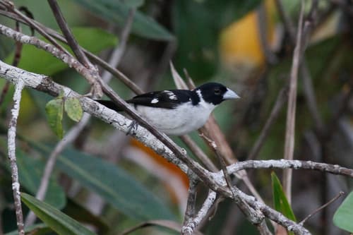 White-naped Seedeater