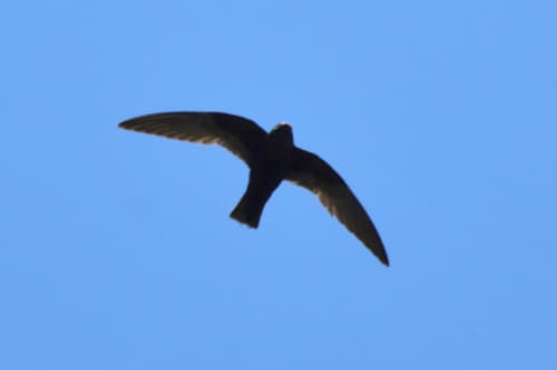 White-naped Swift