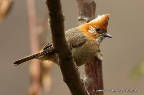 White-naped Yuhina